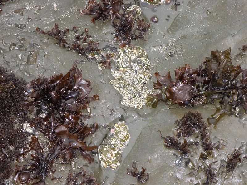 P6182026 Fitzgerald Reserve.JPG